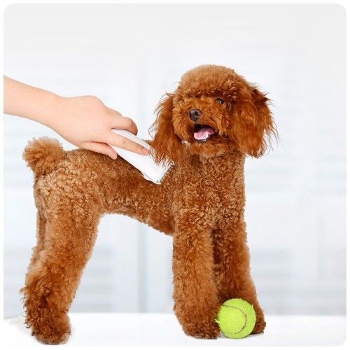 Машинка для стрижки животных Xiaomi Pawbby Pet Shaver MG-HC001 / MG-HC001A (белый)